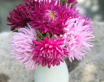 Seastar Blend Aster Seed, non-GMO, Grown in the USA, Heirloom, Open-Pollinated