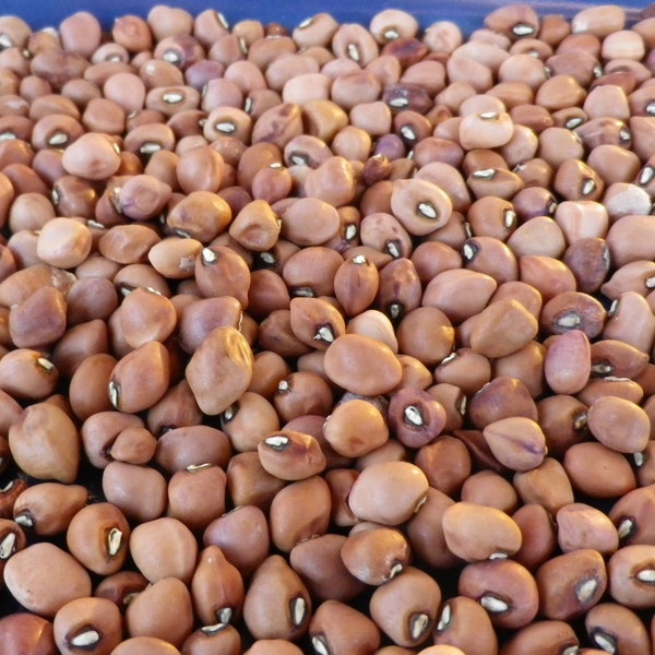 Mississippi Silver Hull Cowpea (Southern Pea) Seeds -- Organically Grown, non-GMO, Heirloom, Made in Wisconsin - USA