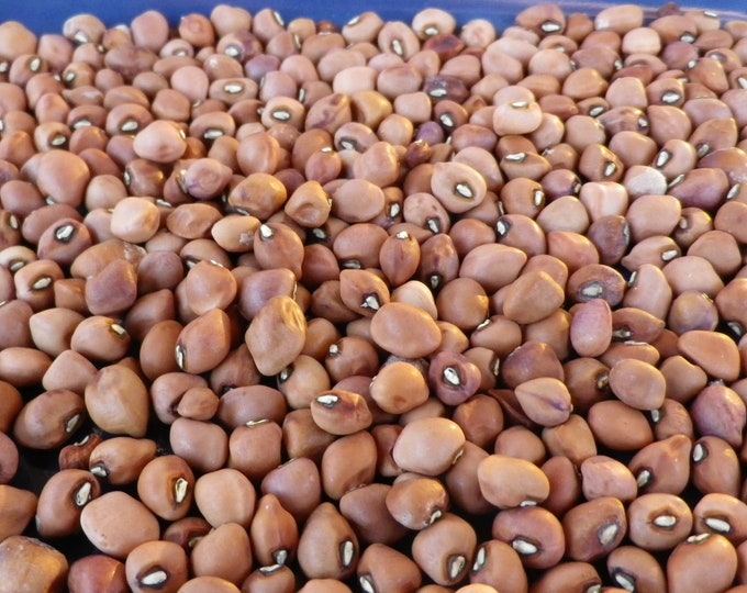 Mississippi Silver Hull Cowpea (Southern Pea) Seeds -- Organically Grown, non-GMO, Heirloom, Made in Wisconsin - USA