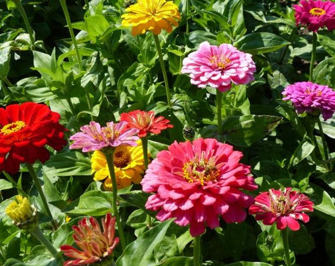 Dahlia Flowered Blend Zinnia Seeds -- Organically Grown, non-GMO, Heirloom, Made in Wisconsin - USA