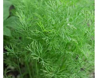 Mammoth Long Island Dill Seed