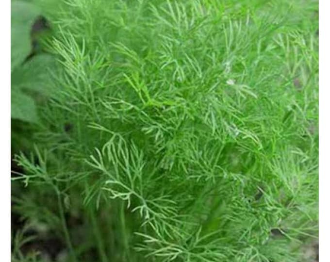 Mammoth Long Island Dill Seed
