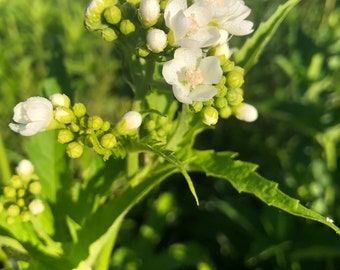 Glade Mallow Seeds