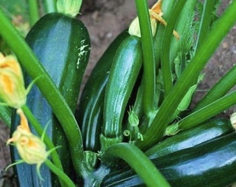 Black Beauty Zucchini Seed