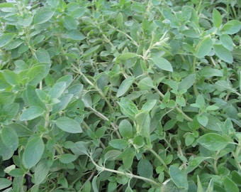 Italian Oregano Seed