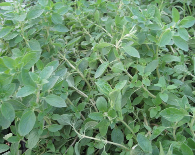 Italian Oregano Seed