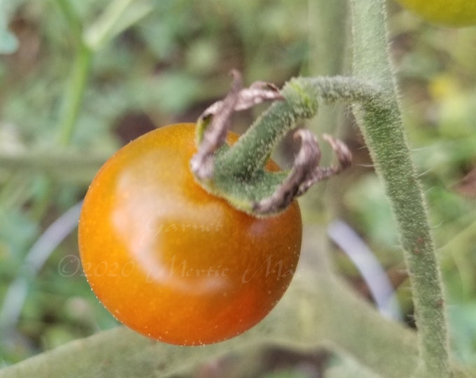 Garnet Tomato Seeds -- Organically Grown, non-GMO, Heirloom, Made in Wisconsin - USA