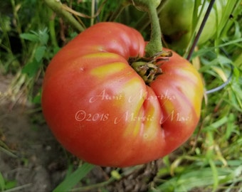 Aunt Martha Tomato Seeds -- Organically Grown, non-GMO, Heirloom, Made in Wisconsin - USA
