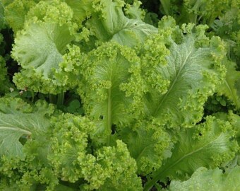 Southern Giant Curled Mustard GreensSeed