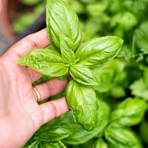 Sweet Basil Seed