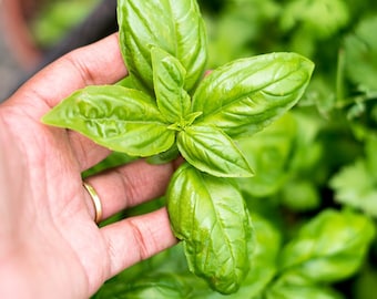 Sweet Basil Seed