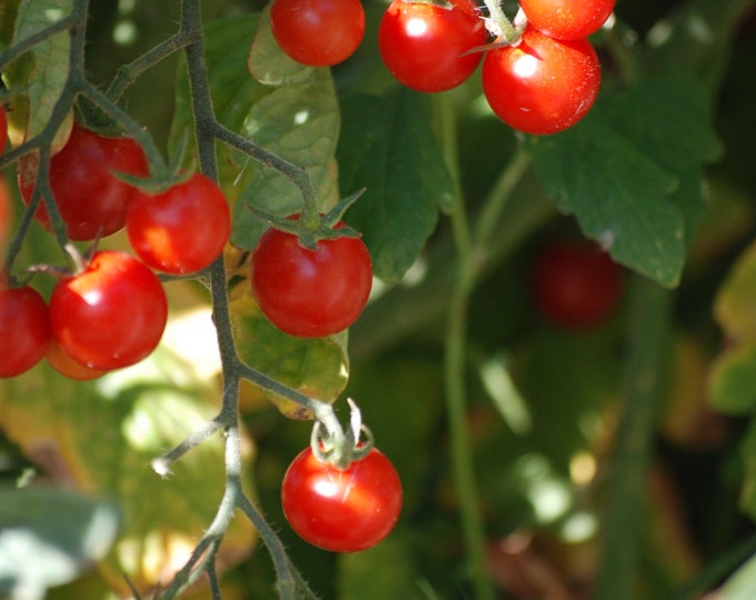 Sugar Snack OP Tomato Seeds -- Organically Grown, non-GMO, Heirloom, Made in Wisconsin - USA