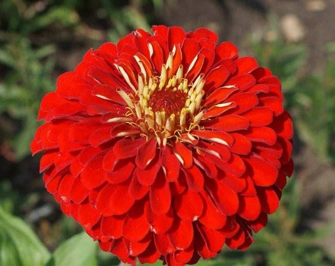 Cherry Queen Zinnia Seeds -- Organically Grown, non-GMO, Heirloom, Made in Wisconsin - USA
