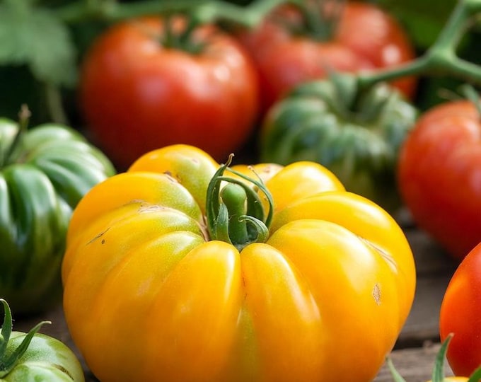 Giant Yellow Belgium Tomato Seeds -- Organically Grown, non-GMO, Heirloom, Made in Wisconsin - USA