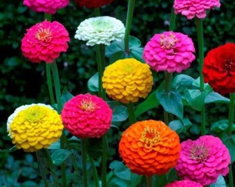 Lilliput Blend Zinnia Seeds -- Organically Grown, non-GMO, Heirloom, Made in Wisconsin - USA