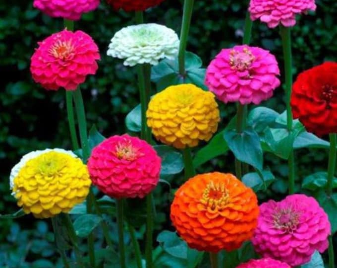 Lilliput Blend Zinnia Seeds -- Organically Grown, non-GMO, Heirloom, Made in Wisconsin - USA
