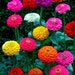 see more listings in the Flower Seeds section