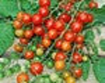 Red Currant Cherry Tomato Seeds -- Organically Grown, non-GMO, Heirloom, Made in Wisconsin - USA