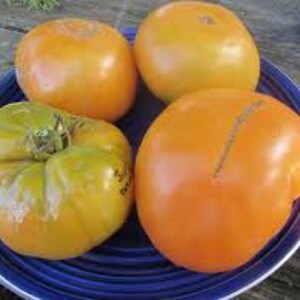 Giant Yellow Belgium Tomato Seeds -- Organically Grown, non-GMO, Heirloom, Made in Wisconsin - USA