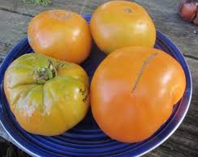 Giant Yellow Belgium Tomato Seeds -- Organically Grown, non-GMO, Heirloom, Made in Wisconsin - USA
