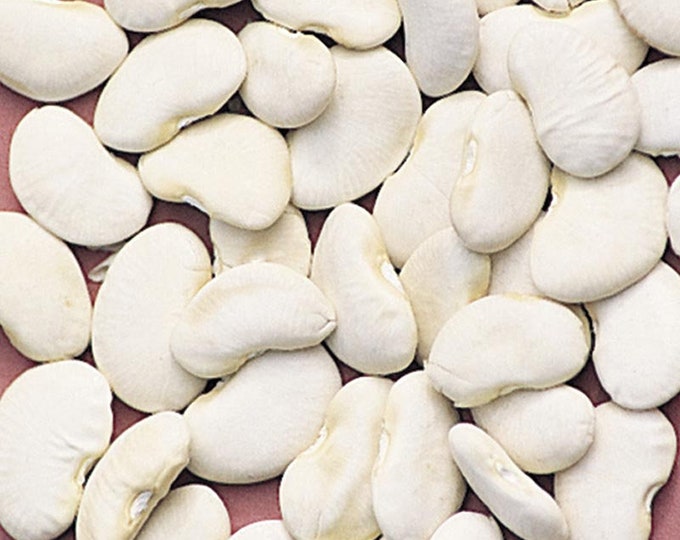 King of the Garden Lima Bean Seed