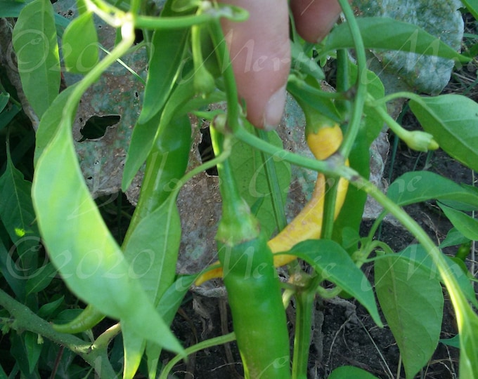 Yellow Cayenne Hot Pepper Seed