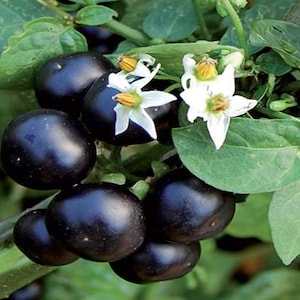 Garden Huckleberry Seed