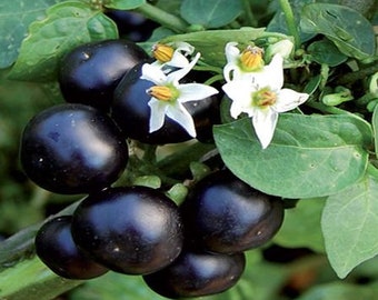 Garden Huckleberry Seed