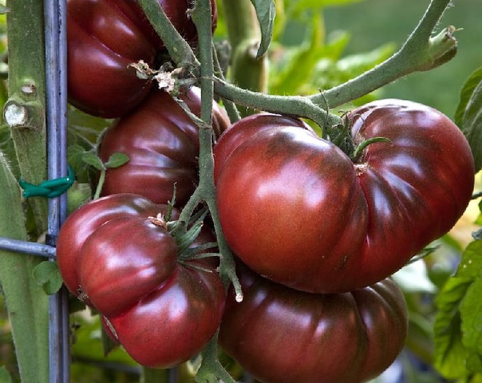 Black Brandywine (Weaver's Strain) Tomato Seeds -- Organically Grown, non-GMO, Heirloom, Made in Wisconsin - USA