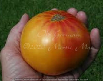 Old German Tomato Seed -- Organically Grown, non-GMO, Heirloom, Made in Wisconsin - USA