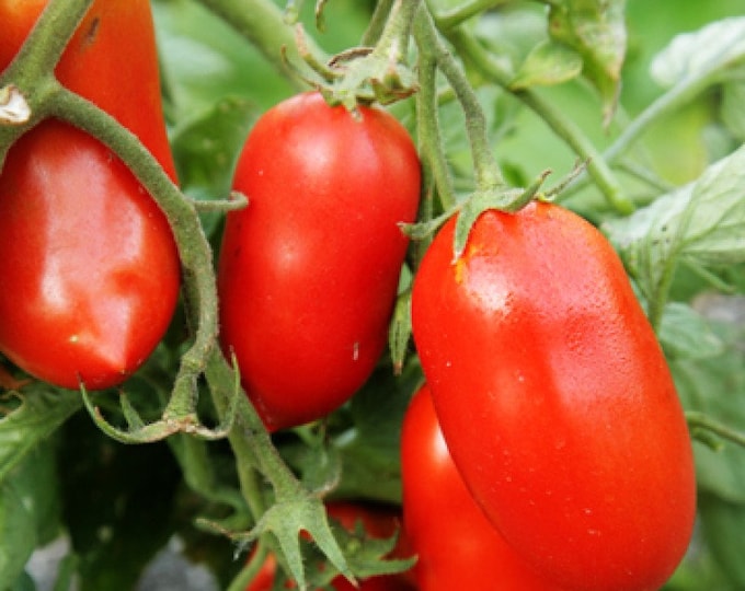 Roma Tomato Seeds -- Organically Grown, non-GMO, Heirloom, Made in Wisconsin - USA