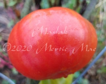 Maslak Tomato Seed -- Organically Grown, non-GMO, Heirloom, Made in Wisconsin - USA