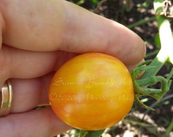 Sunrise Bumble Bee Tomato Seeds -- Organically Grown, non-GMO, Heirloom, Made in Wisconsin - USA