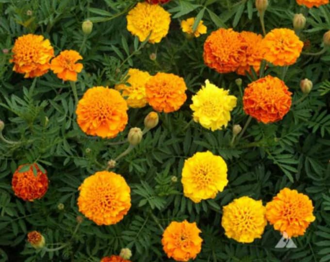 Petite Blend Marigold Seeds