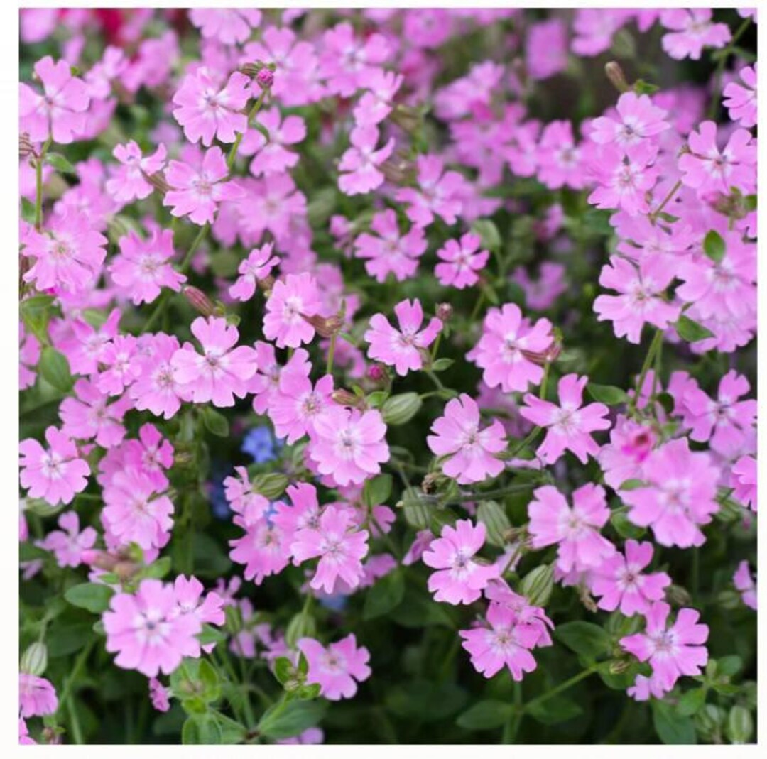 Nodding Catchfly (silene Pendula) Seed -- Organically Grown, Non-gmo ...