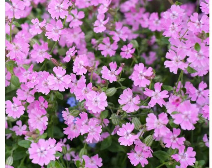 Nodding Catchfly (Silene pendula) Seed -- Organically Grown, non-GMO, Heirloom, Made in Wisconsin - USA