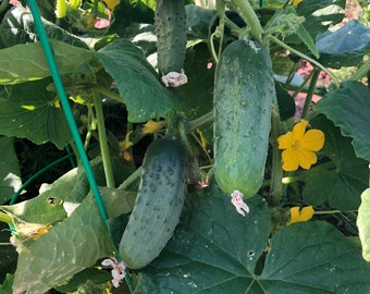 Early Fortune Cucumber Seed