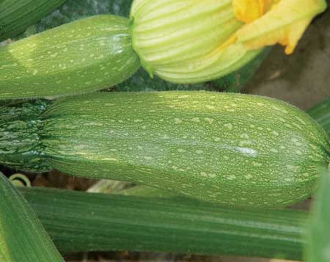 Gray Zucchini Seed