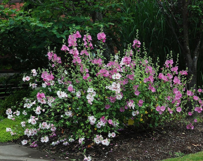 Spanish Summer Blend Lavatera Seeds