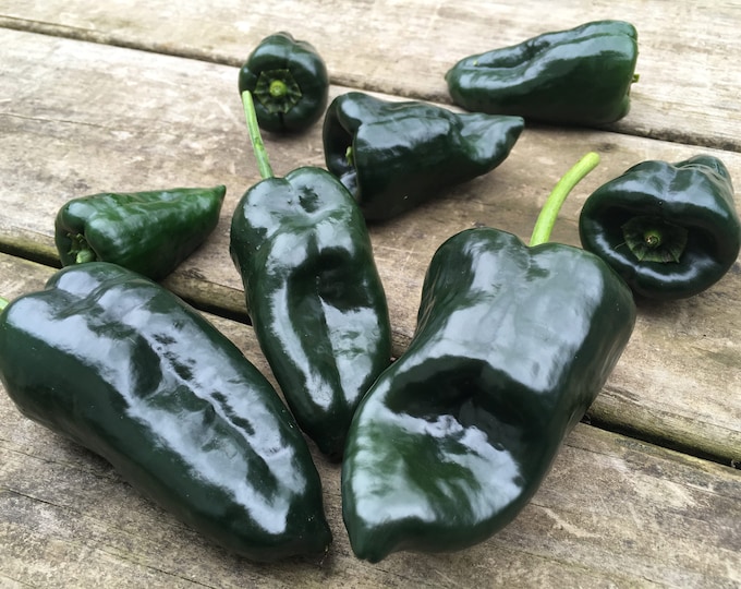Ancho Hot Pepper Seeds -- Organically Grown, non-GMO, Heirloom, Made in Wisconsin - USA