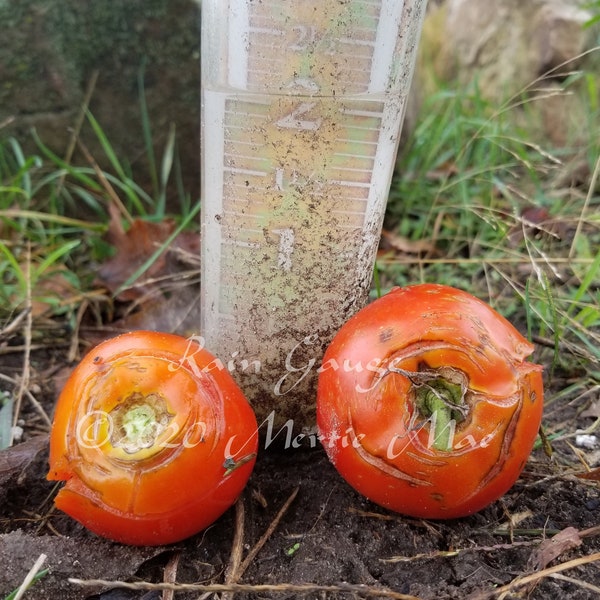 Rain Gauge Novelty Tomato Seed -- Organically Grown, non-GMO, Heirloom, Made in Wisconsin - USA