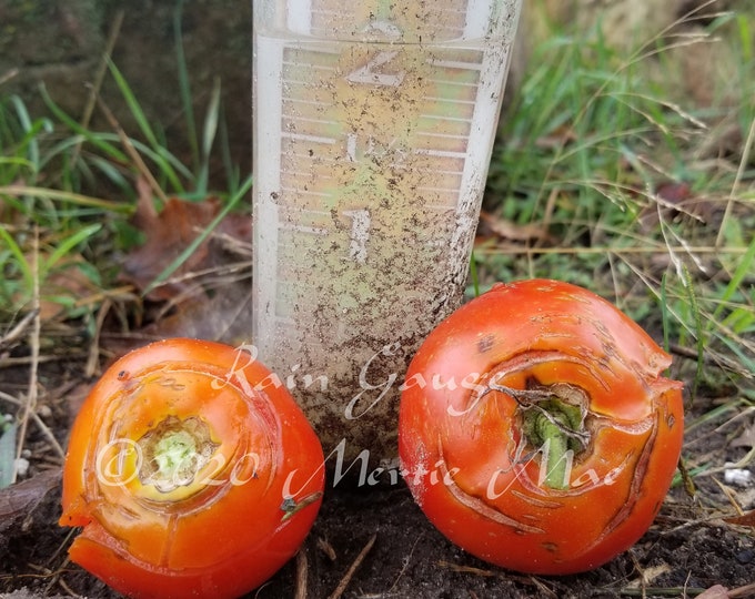 Rain Gauge Novelty Tomato Seed -- Organically Grown, non-GMO, Heirloom, Made in Wisconsin - USA