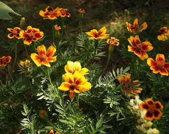 Naughty Marietta Marigold Seeds -- Organically Grown, non-GMO, Heirloom, Made in Wisconsin - USA