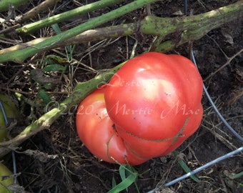 Dester Tomato Seeds -- Organically Grown, non-GMO, Heirloom, Made in Wisconsin - USA