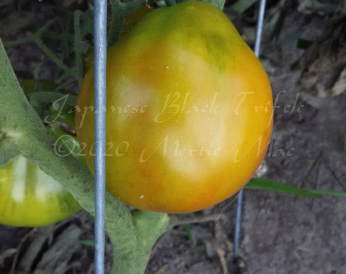 Japanese Black Trifele Tomato Seed