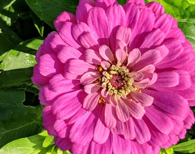 Luminosa Zinnia Seeds -- Organically Grown, non-GMO, Heirloom, Made in Wisconsin - USA