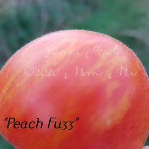 Elberta Peach Tomato Seeds Organically Grown, non-GMO, Heirloom, Made in Wisconsin USA image 4