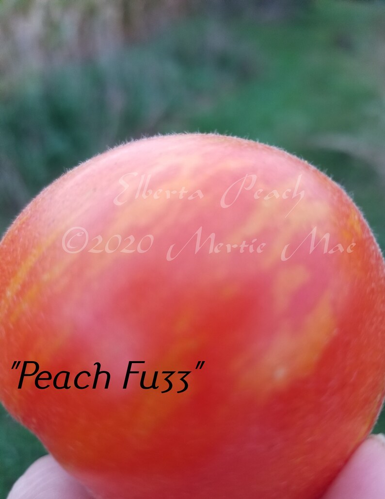 Elberta Peach Tomato Seeds Organically Grown, non-GMO, Heirloom, Made in Wisconsin USA image 4