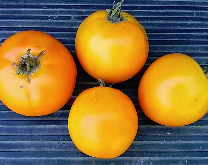 Valley Gold Tomato Seeds -- Organically Grown, non-GMO, Heirloom, Made in Wisconsin - USA