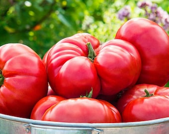 Mortgage Lifter (Radiator Charlie Strain) Tomato Seeds -- Organically Grown, non-GMO, Heirloom, Made in Wisconsin - USA